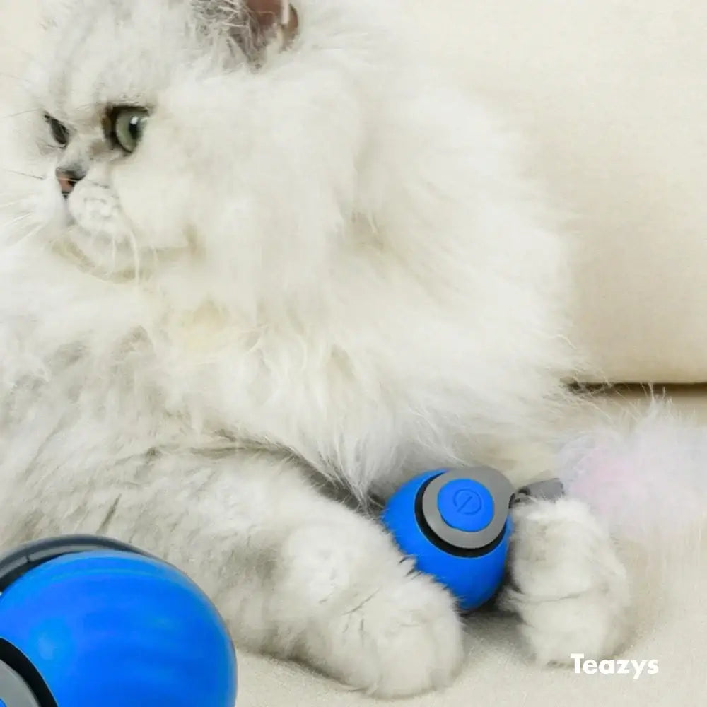 Whisker Whirl Cat Toy